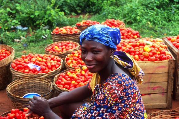12 November 2004, Ghana - FAO project beneficiaries sorting tomatoes for sale at a local market. FAO Project: UTF/GHA/027/GHA - Special Programme for Food Security Phase I. The Objectives are to increase smallholders' productivity and improve household food security at selected sites representing the different farming/irrigation systems through sustainable use of improved agriculture technologies; Develop management capacities of farmers and farmers associations; Demonstrate, test and adjust a process for assisting farmers to benefit from improved technology on a sustainable basis.